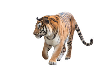 Wall Mural - bengal tiger isolated