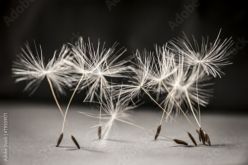 Naklejka na szafę Dandelion seeds standing