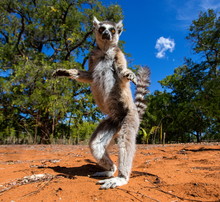 Ring-tailed Lemur In Madagascar