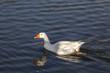 © gio_tto - White goose