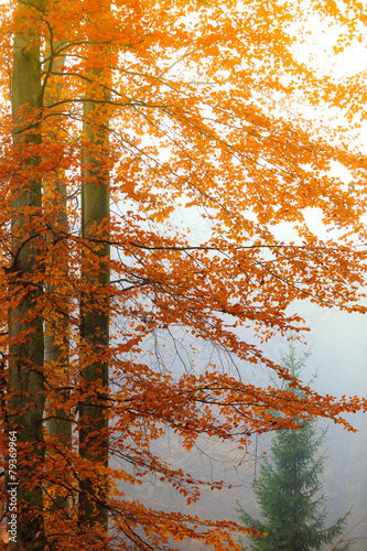Fototapeta na wymiar misty autumn park in foggy day