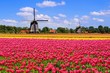 Colorful spring tulips with traditional windmills, Netherlands
