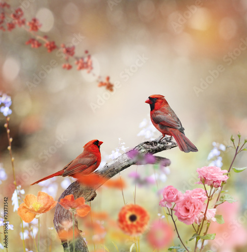 Fototapeta na szkło Northern Cardinals
