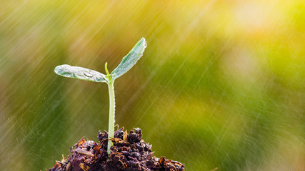 Poster - Sapling of the tree with rain in the morning.