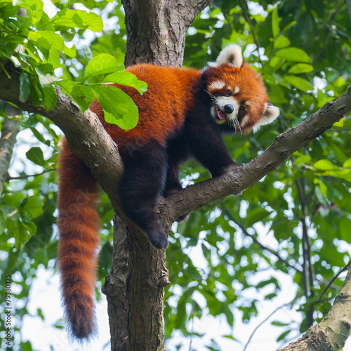 Fotografía Red panda bear climbing tree