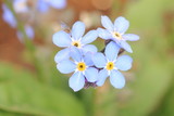 Fototapeta Kwiaty - Myosotis 