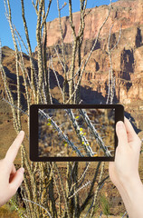 Poster - taking photo of cactus in Grand Canyon mountains