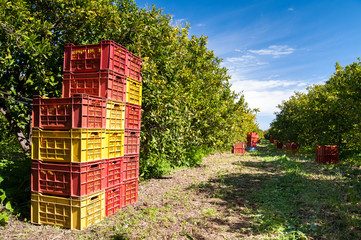 Wall Mural - Harvest time