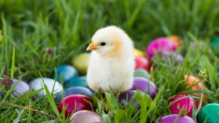 Lovely Easter Chick