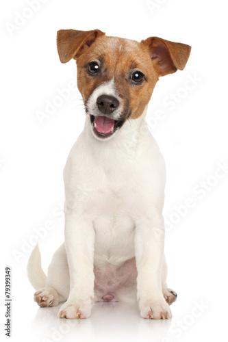 Fotografie, Obraz Jack Russell teriér štěně. Portrét na bílém pozadí