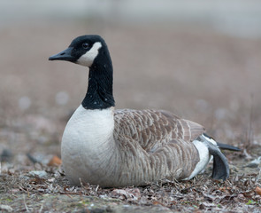 Canvas Print - Canada goose