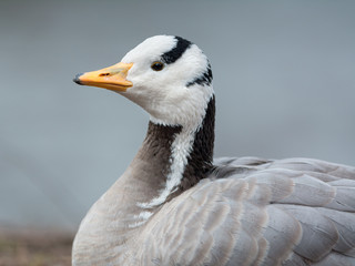 Canvas Print - Bar-headed goose