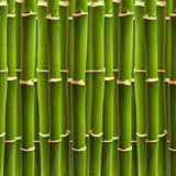 Fototapeta Sypialnia - Bambus Wald Textur Hintergrund