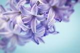 hyacinth macro