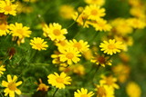 Fototapeta Dmuchawce - close up yellow flower field