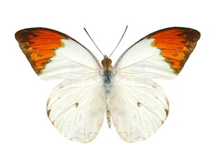 Wall Mural - colorful butterfly isolated on white