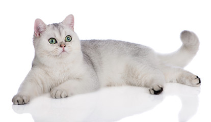 british shorthair cat lying down on white