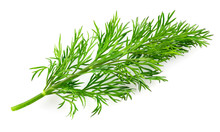 Dill Isolated On White Background