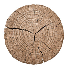 Cross section of tree trunk showing growth rings on white