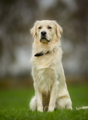 Sticker - Golden retriever dog on sunny day