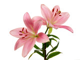 lys rose