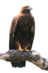 Poster - Golden Eagle on White