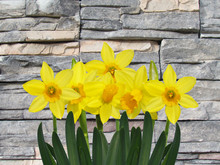 Yellow Spring Daffodil Flowers With Stone Background