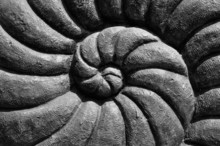 Closeup Of Ammonite Prehistoric Fossil On Stone Surface