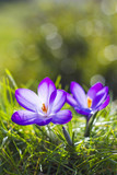 Fototapeta Kwiaty - crocus - one of the first spring flowers