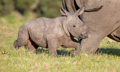 cute baby rhino