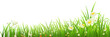 Green grass and flowers on white, vector illustration