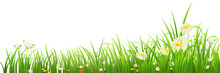 Green Grass And Flowers On White, Vector Illustration