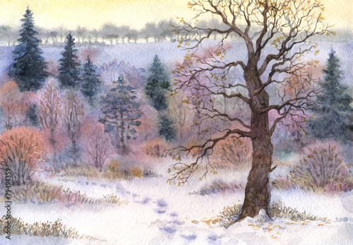 Fototapeta na wymiar Watercolor landscape. Oak in the woods in winter the valley