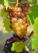 Grapes for making the famous wine Hungarian Tokaji Aszú