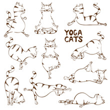 Funny Sketch Cat Doing Yoga Position