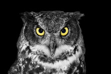 Great Horned Owl In BW