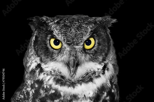 Obraz w ramie Great Horned owl in BW