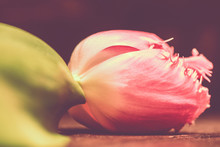 Tulip Flower On Warm Background, Macro Shot