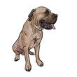 Drawing of mastiff dog on sitting pose