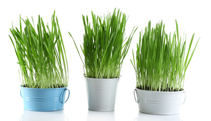 Fresh green grass in small metal buckets, isolated on white