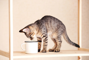 Kitten drinking from mug, indoors