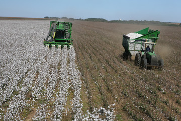 cotton harvest