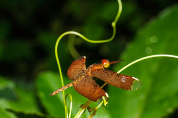 Wall Mural - red dragonfly