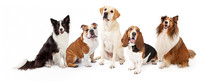 Common Family Dog Breeds Group
