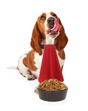 Hungry Dog Wearing Napkin With Food Bowl