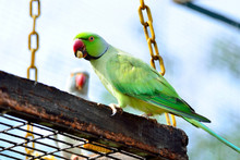 Green Indian Ring-necked Parakeet Eating A Corn.