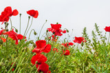 Fototapeta Kwiaty - Field with a beautiful red poppy flowers
