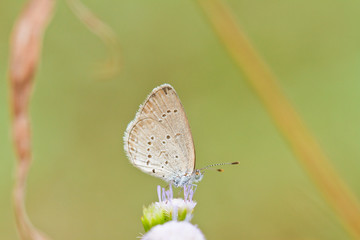Wall Mural - butterfly on a blade of grass.