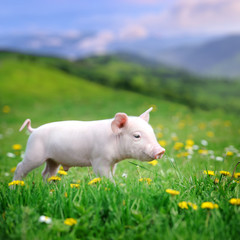 Wall Mural - Young pig on a green grass