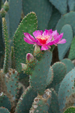 Hot Pink Cactus Flowers With Thorny Leaves Closeup.